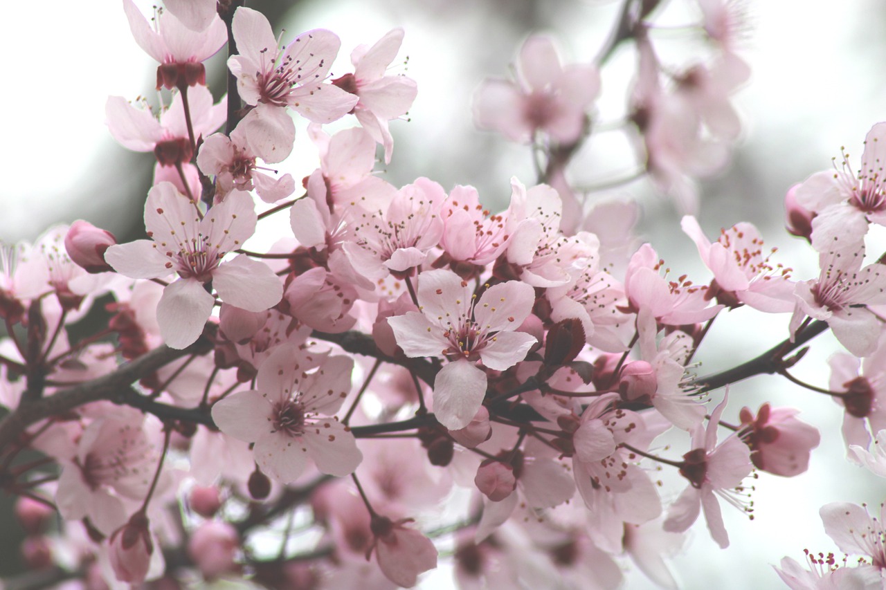 Bunga sakura musim semi Korea Selatan